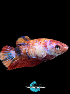 Female Halfmoon Plakat - Galaxy #184 - Live Betta Fish