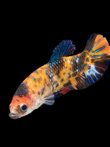GIANT Female Halfmoon Plakat - Galaxy #1850 Live Betta Fish (DEFECT LIP)