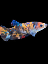 Load image into Gallery viewer, GIANT Female Halfmoon Plakat - Galaxy #1850 Live Betta Fish (DEFECT LIP)

