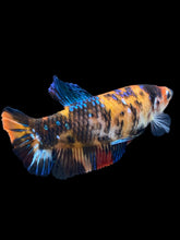 Load image into Gallery viewer, GIANT Female Halfmoon Plakat - Galaxy #1850 Live Betta Fish (DEFECT LIP)
