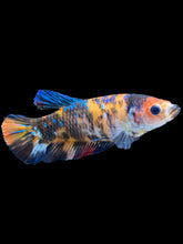 Load image into Gallery viewer, GIANT Female Halfmoon Plakat - Galaxy #1850 Live Betta Fish (DEFECT LIP)
