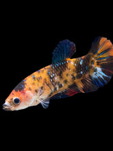 Load image into Gallery viewer, GIANT Female Halfmoon Plakat - Galaxy #1850 Live Betta Fish (DEFECT LIP)
