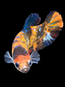 GIANT Female Halfmoon Plakat - Galaxy #1850 Live Betta Fish (DEFECT LIP)