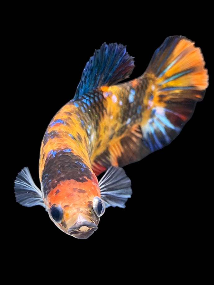 GIANT Female Halfmoon Plakat - Galaxy #1850 Live Betta Fish (DEFECT LIP)