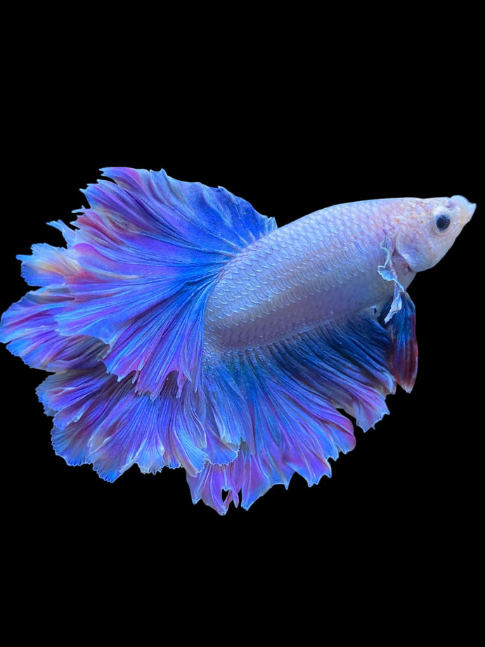 Male Feather Tail - Two Tone #1851 - Live Betta Fish