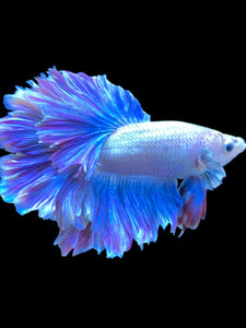 Male Feather Tail - Two Tone #1851 - Live Betta Fish