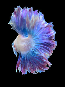 Male Feather Tail - Two Tone #1851 - Live Betta Fish