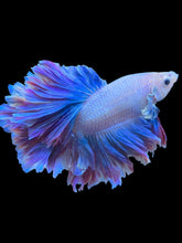 Load image into Gallery viewer, Male Feather Tail - Two Tone #1851 - Live Betta Fish
