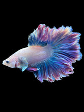 Load image into Gallery viewer, Male Feather Tail - Two Tone #1851 - Live Betta Fish
