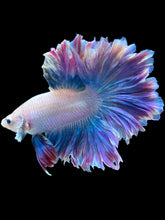 Load image into Gallery viewer, Male Feather Tail - Two Tone #1851 - Live Betta Fish
