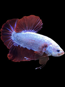 GIANT Male Halfmoon Plakat - Fancy Dragon #1852 - Live Betta Fish