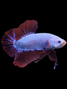 GIANT Male Halfmoon Plakat - Fancy Dragon #1852 - Live Betta Fish