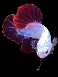 GIANT Male Halfmoon Plakat - Fancy Dragon #1852 - Live Betta Fish