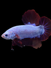 Load image into Gallery viewer, GIANT Male Halfmoon Plakat - Fancy Dragon #1852 - Live Betta Fish
