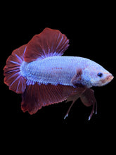 Load image into Gallery viewer, GIANT Male Halfmoon Plakat - Fancy Dragon #1852 - Live Betta Fish
