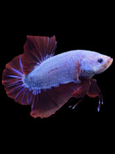 Load image into Gallery viewer, GIANT Male Halfmoon Plakat - Fancy Dragon #1852 - Live Betta Fish
