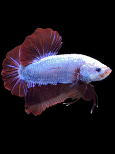 GIANT Male Halfmoon Plakat - Fancy Dragon #1852 - Live Betta Fish