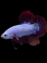 Load image into Gallery viewer, GIANT Male Halfmoon Plakat - Fancy Dragon #1852 - Live Betta Fish
