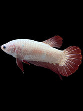 Load image into Gallery viewer, GIANT Female Halfmoon Plakat - Red Dragon #1853 - Live Betta Fish (SKIN TAG)
