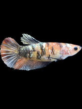 Load image into Gallery viewer, Female Halfmoon Plakat - Candy Copper #1853 - Live Betta Fish
