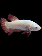 Load image into Gallery viewer, GIANT Female Halfmoon Plakat - Red Dragon #1853 - Live Betta Fish (SKIN TAG)
