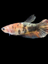 Load image into Gallery viewer, Female Halfmoon Plakat - Candy Copper #1853 - Live Betta Fish
