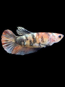 Female Halfmoon Plakat - Candy Copper #1853 - Live Betta Fish