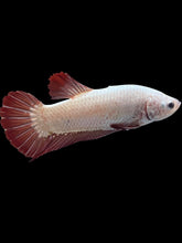 Load image into Gallery viewer, GIANT Female Halfmoon Plakat - Red Dragon #1853 - Live Betta Fish (SKIN TAG)
