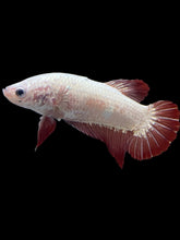 Load image into Gallery viewer, GIANT Female Halfmoon Plakat - Red Dragon #1853 - Live Betta Fish (SKIN TAG)

