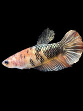 Load image into Gallery viewer, Female Halfmoon Plakat - Candy Copper #1853 - Live Betta Fish
