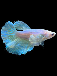 TOP GRADE Female Halfmoon - Pastel Dumbo #1854 - Live Betta Fish