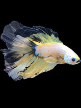 Load image into Gallery viewer, Male Fullmoon - Fancy Yellow Tail #1854 - Live Betta Fish
