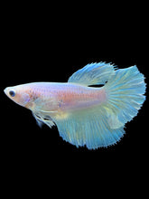 Load image into Gallery viewer, TOP GRADE Female Halfmoon - Pastel Dumbo #1854 - Live Betta Fish
