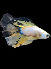 Load image into Gallery viewer, Male Fullmoon - Fancy Yellow Tail #1854 - Live Betta Fish
