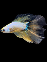 Load image into Gallery viewer, Male Fullmoon - Fancy Yellow Tail #1854 - Live Betta Fish
