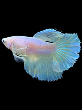 Load image into Gallery viewer, TOP GRADE Female Halfmoon - Pastel Dumbo #1854 - Live Betta Fish
