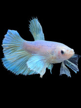 Load image into Gallery viewer, TOP GRADE Female Halfmoon - Pastel Dumbo #1854 - Live Betta Fish
