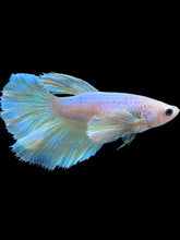 Load image into Gallery viewer, TOP GRADE Female Halfmoon - Pastel Dumbo #1854 - Live Betta Fish
