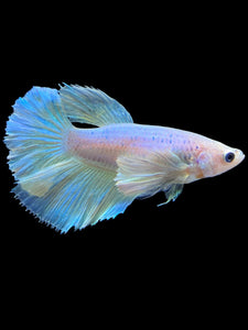 TOP GRADE Female Halfmoon - Pastel Dumbo #1854 - Live Betta Fish