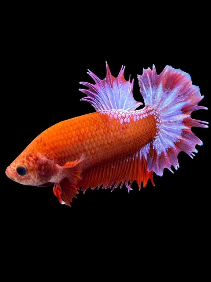Male Crowntail Plakat - Red FCCP #1855 - Live Betta Fish