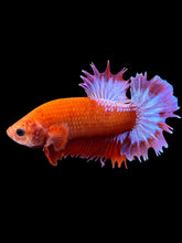 Load image into Gallery viewer, Male Crowntail Plakat - Red FCCP #1855 - Live Betta Fish
