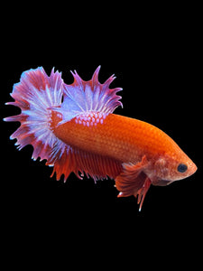 Male Crowntail Plakat - Red FCCP #1855 - Live Betta Fish