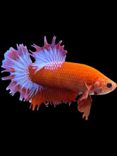 Load image into Gallery viewer, Male Crowntail Plakat - Red FCCP #1855 - Live Betta Fish
