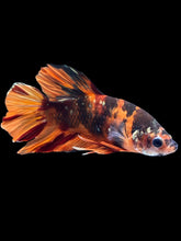 Load image into Gallery viewer, Male Halfmoon Plakat - Candy Copper #1856 - Live Betta Fish
