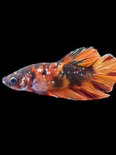 Load image into Gallery viewer, Male Halfmoon Plakat - Candy Copper #1856 - Live Betta Fish
