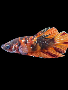 Male Halfmoon Plakat - Candy Copper #1856 - Live Betta Fish