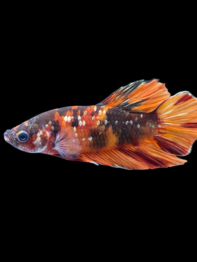 Male Halfmoon Plakat - Candy Copper #1856 - Live Betta Fish