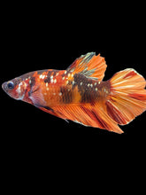Load image into Gallery viewer, Male Halfmoon Plakat - Candy Copper #1856 - Live Betta Fish
