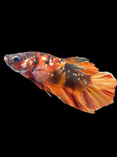 Load image into Gallery viewer, Male Halfmoon Plakat - Candy Copper #1856 - Live Betta Fish
