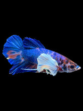 Load image into Gallery viewer, Male Halfmoon Plakat - Candy Dumbo #1857 - Live Betta Fish
